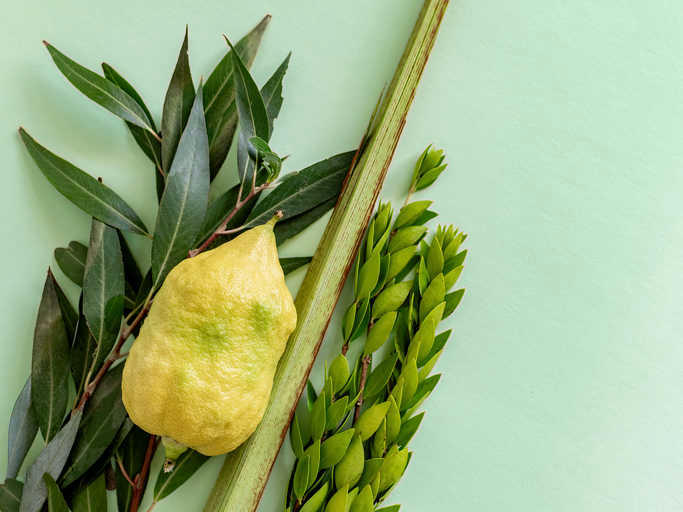 The Four Species: A Personality Map of Sukkot