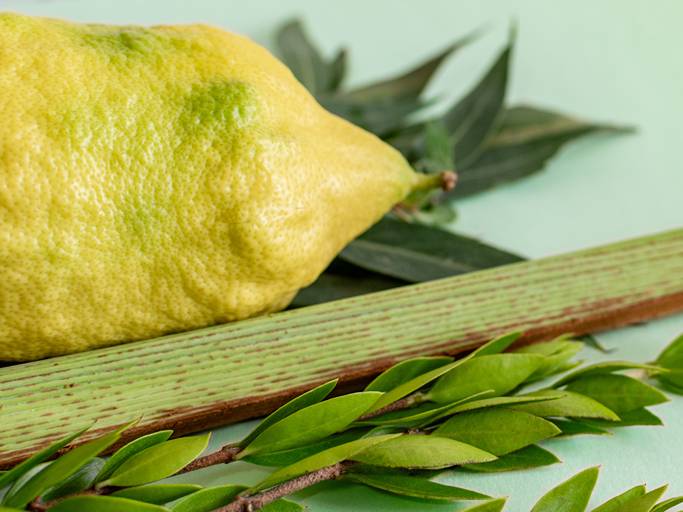 Lulav, Etrog & The Four Species of Sukkot